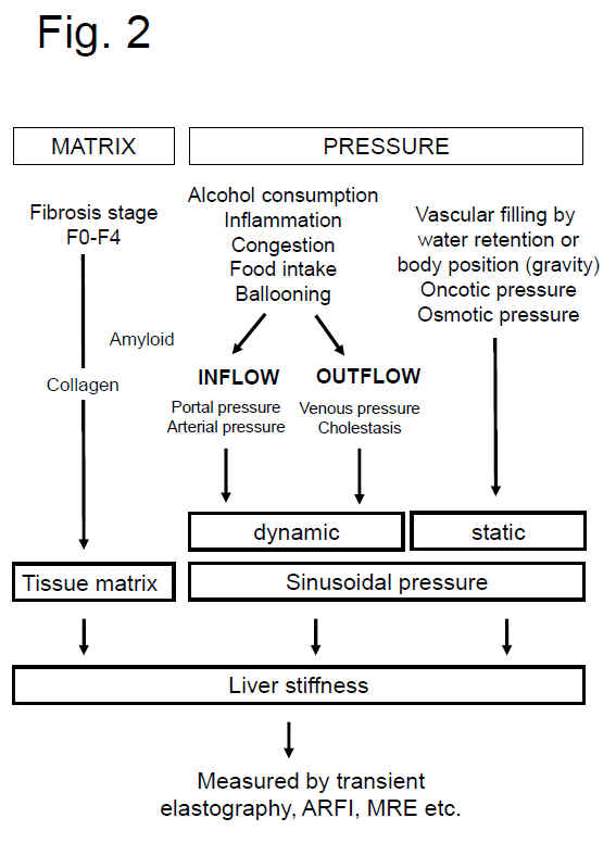 Sinusoidal pressure hypothesis and Liver stiffness
